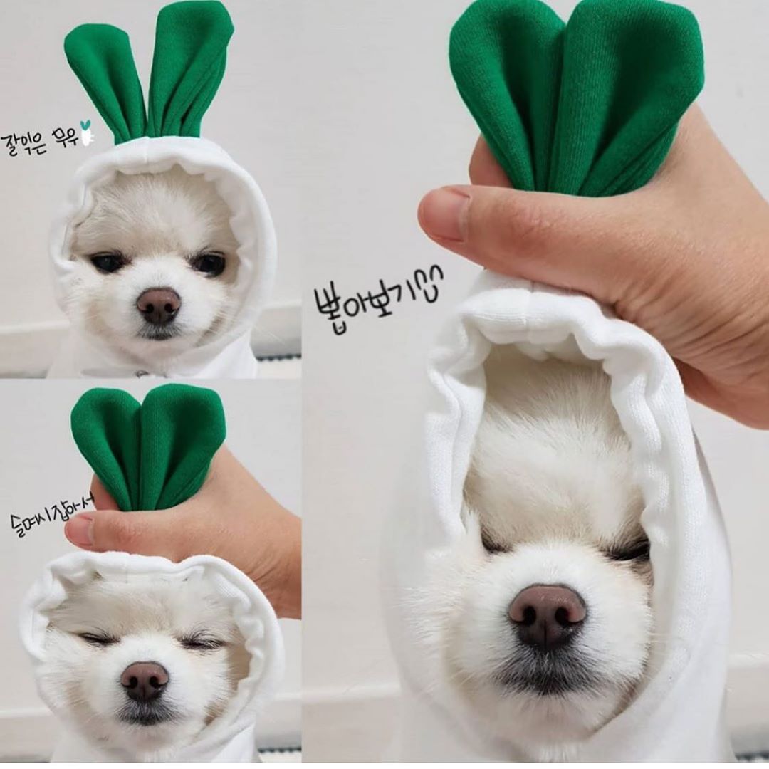 Cute Fruit Fleece Hoodie for Small Pets