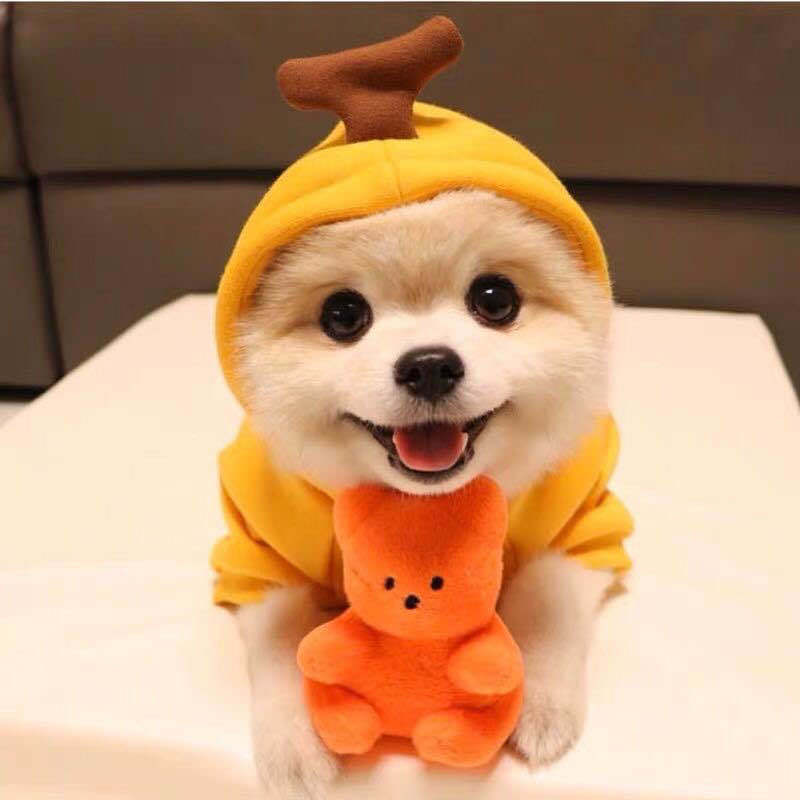 Cute Fruit Fleece Hoodie for Small Pets